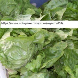 Buttercrunch Lettuce Seeds - Vegetable Seeds - BOGO